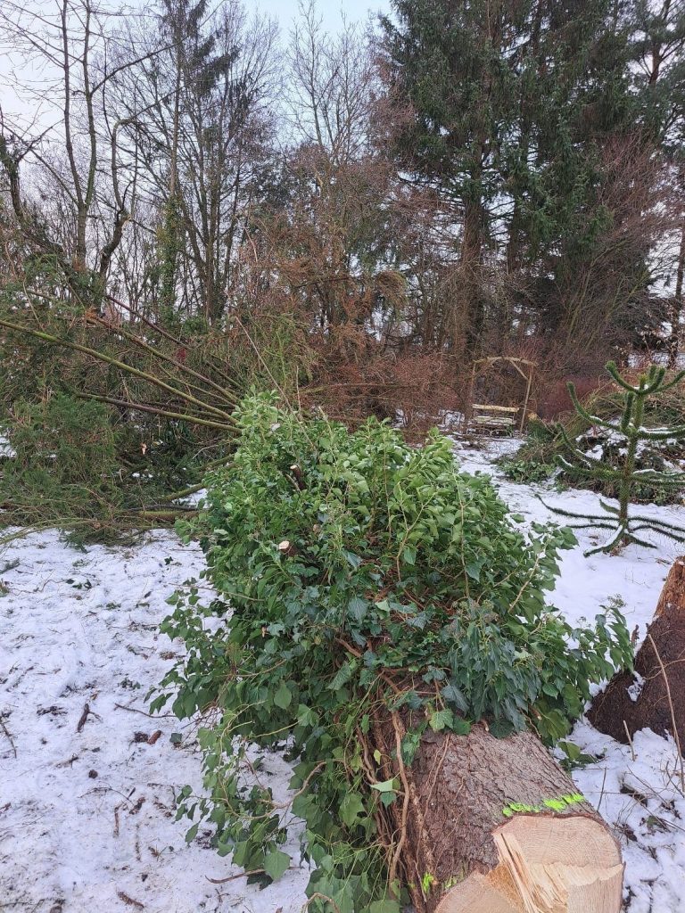 Baumfällung