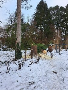 Baumfällung