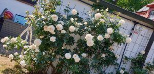 Gartenpflege