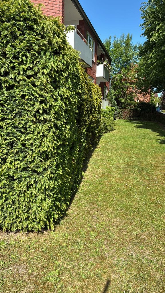 Heckenschnitt Gartenpflege